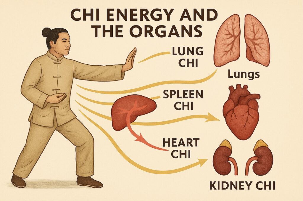 how chi energy interacts with internal organs
