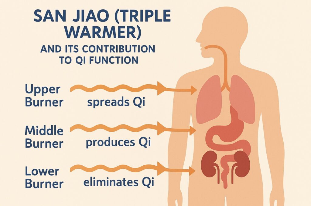 Visual representation of the San Jiao Triple Warmer and its contribution to qi function