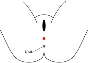 An anatomical line drawing showing a red‑dot acupoint above the anus along the body’s midline indicating the Huiyin "Meeting of Yin" acupoint,