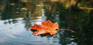 Autumn leaf resting on water, symbolizing the five approaches to tai chi qigong.