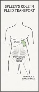 Diagram showing the spleen’s role in fluid transport, indicating downward sinking fluids and notes on lethargy and loose stools.