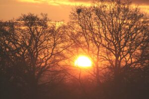 A warm sunset glows through the bare branches of winter trees, filling the sky with deep orange and gold light.